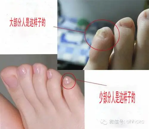 山西大槐树移民真相!涉及881个姓氏