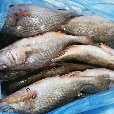 frozen yellow croaker from sounth america