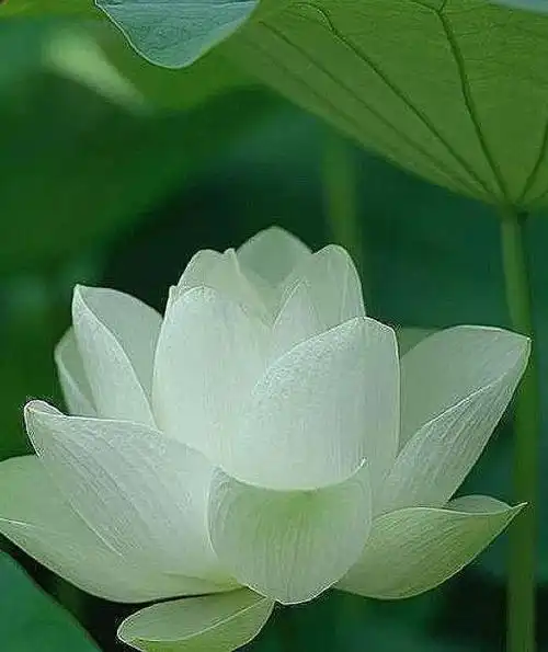 莲花图片壁纸【莲花图片大全 高清】