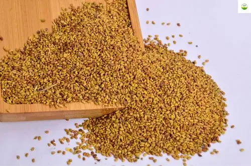 批发牧草草籽黑麦草紫花苜蓿草籽玉米草苏丹草菊苣鲁梅克斯紫云英