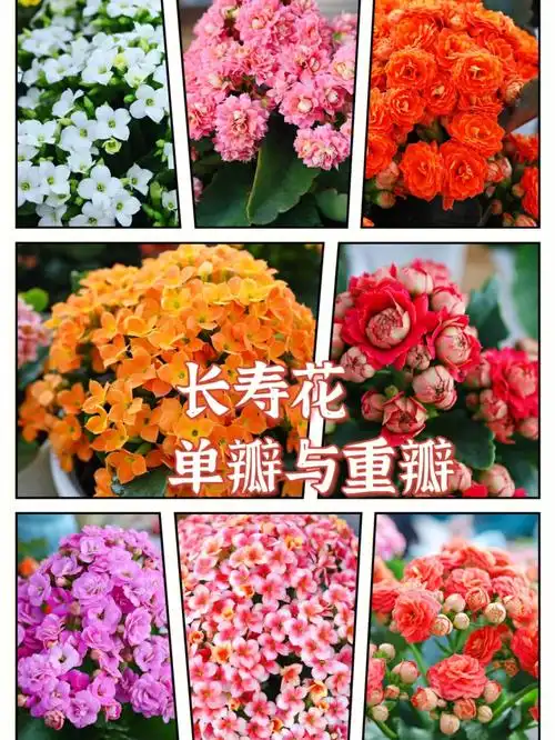 长寿花---单瓣与重瓣