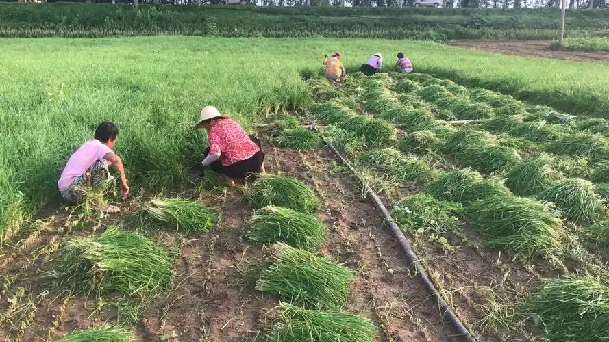 大北韭菜种植为村民带来致富之路
