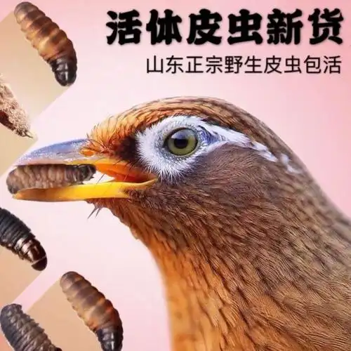 伟博皮虫活体画眉鸟食活体皮虫喂鱼粮龟饲料统通货大炮中小黄皮虫可选