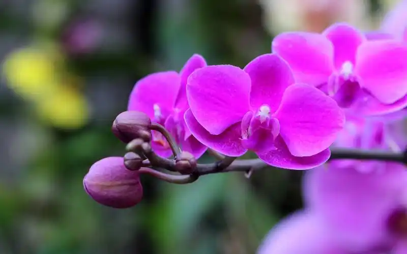 兰花图片高清壁纸613