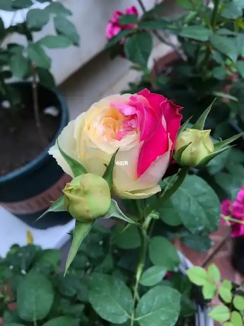 月季:风月,国枝启司友禅系列的代表性品种