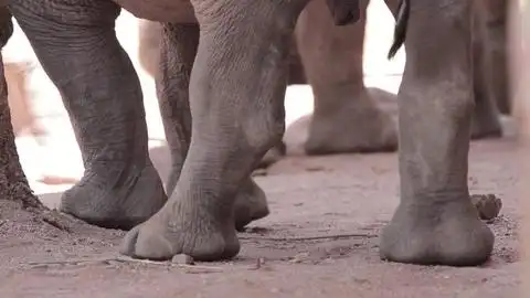 野生白犀牛小腿脚中近距离拍摄
