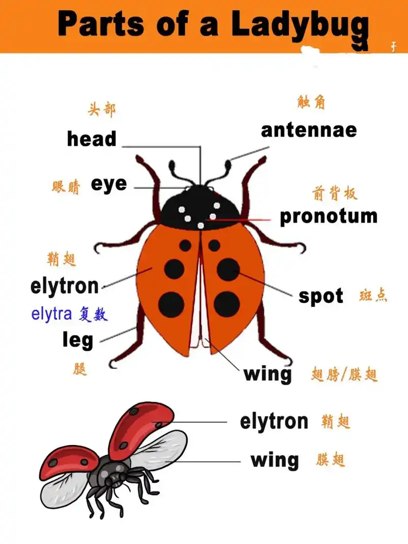 亲子英语&科普|瓢虫的身体构造和生命周期 嗨,今日主题:瓢虫的身体