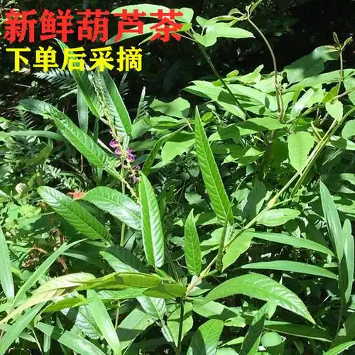 新鲜野生葫芦茶农家深山现采葫芦茶迫颈草百劳舌中草药500克 包邮