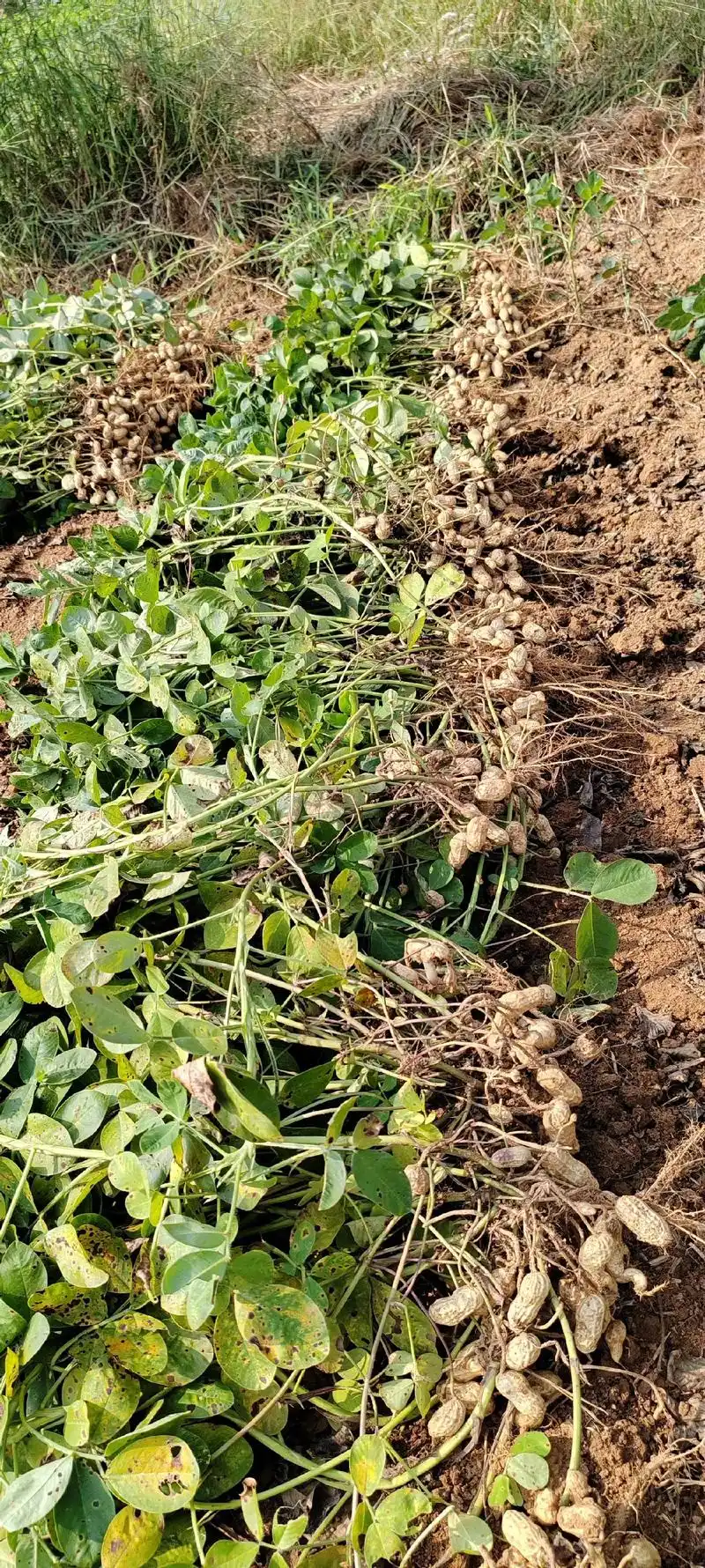 薅花生  山外青山楼外楼 谁种花生谁发愁 花生长的也怪好  - 抖音