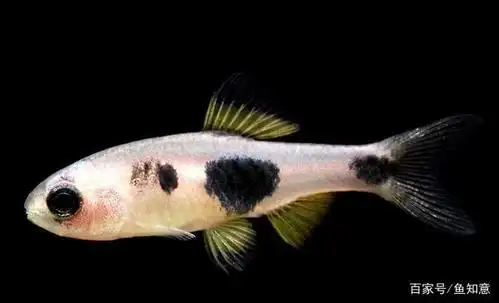 小型观赏鱼:小丑灯