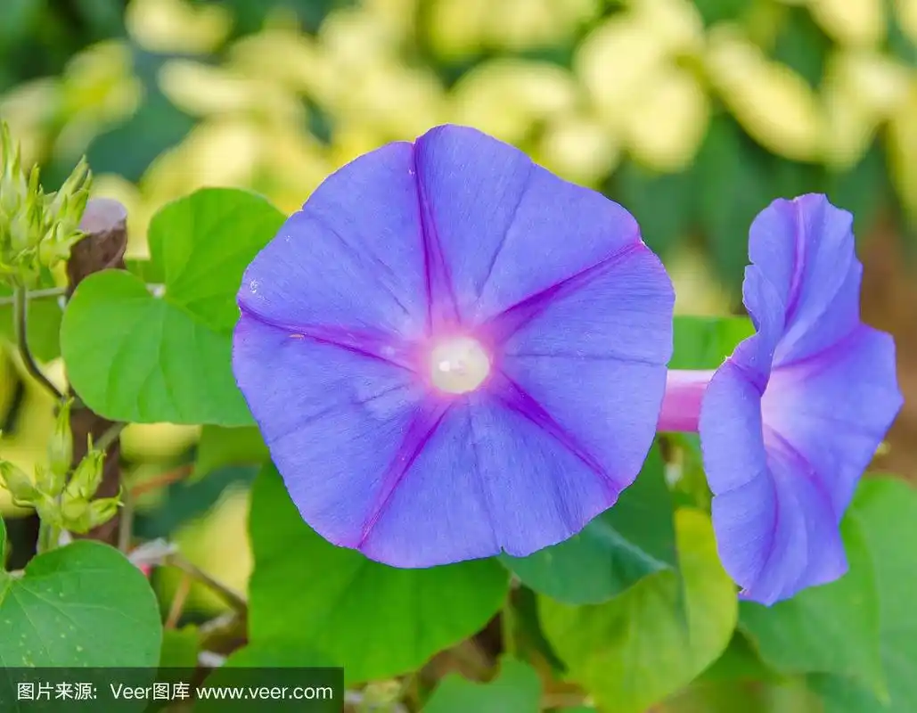 美丽的蓝色矮牵牛花