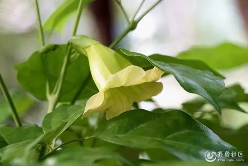 少见的发财树花一