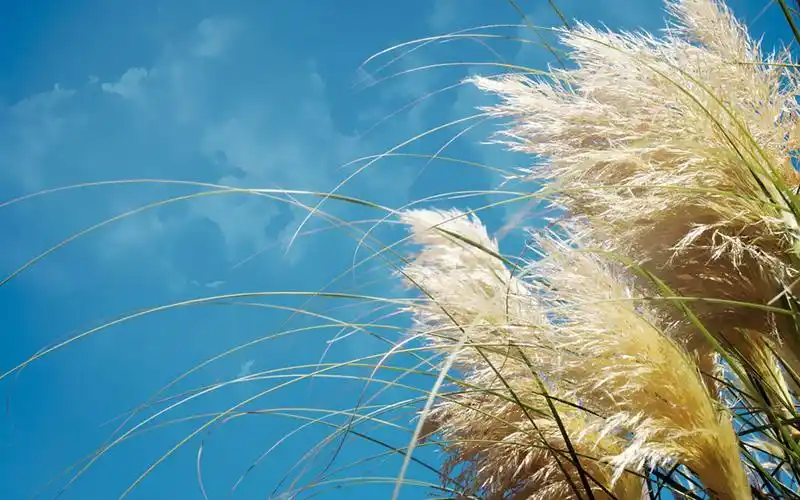 夏天的风桌面壁纸