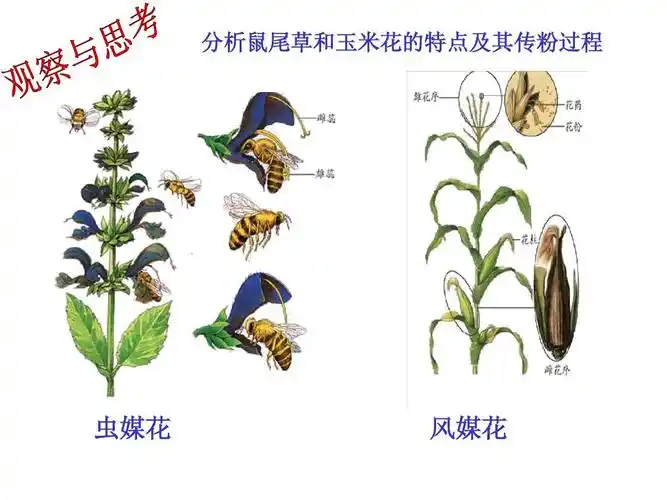 课件8(生物济南版八年级下册) 分析鼠尾草和玉米花的特点及其传粉过程