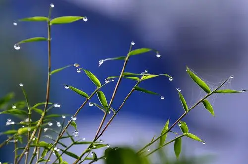 竹子~水滴~逆光