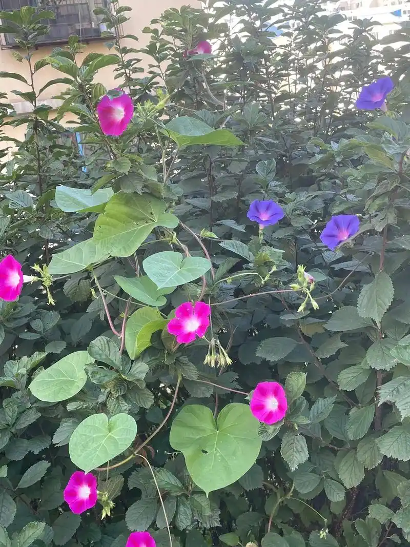 夏末秋初正是牵牛花盛开的季节,牵牛花因 - 抖音