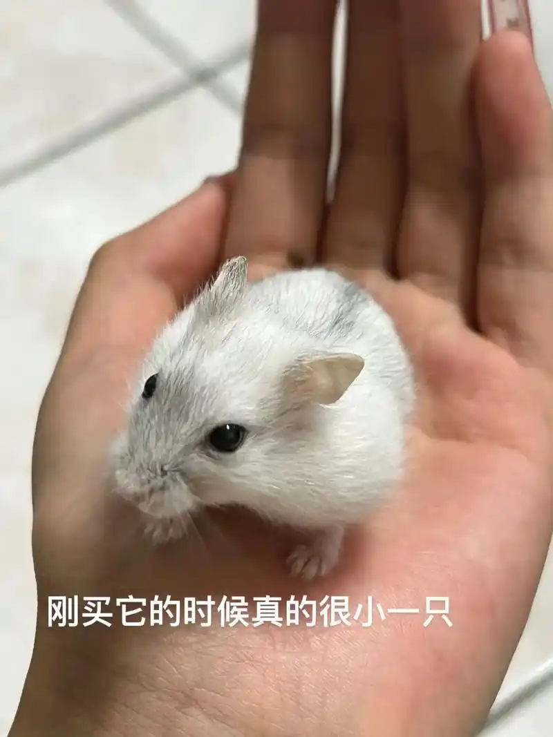 王哪跑! 真的是越来越胖越来越可爱 #仓鼠91 #总有些生 - 抖音