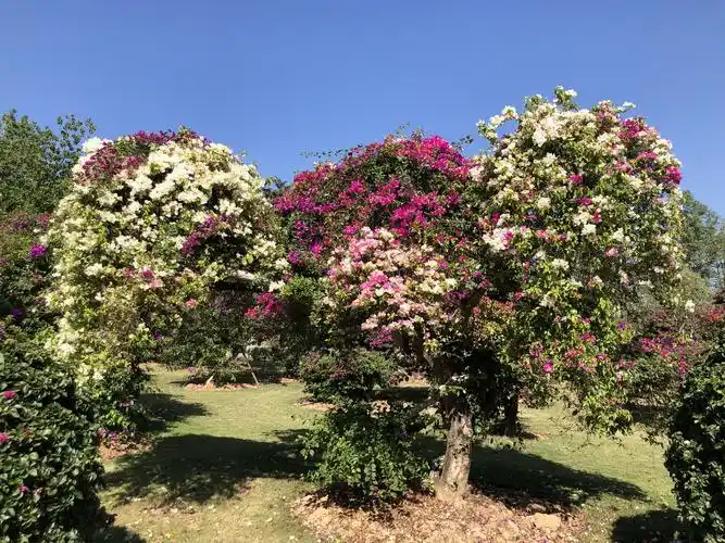 寻暖休闲之旅～14(2019.12.8日—9日)西双版纳热带花卉园,景洪市区 -