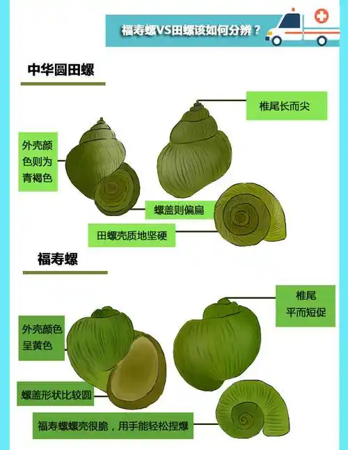 原创你在享受嘬田螺之前是否想过或许是致命的福寿螺一图教你辨别