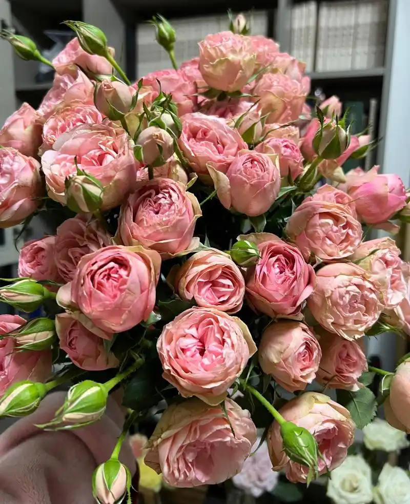 玫瑰|多头玛丽公主(俏溪阳)  341. 多头玛丽公主.