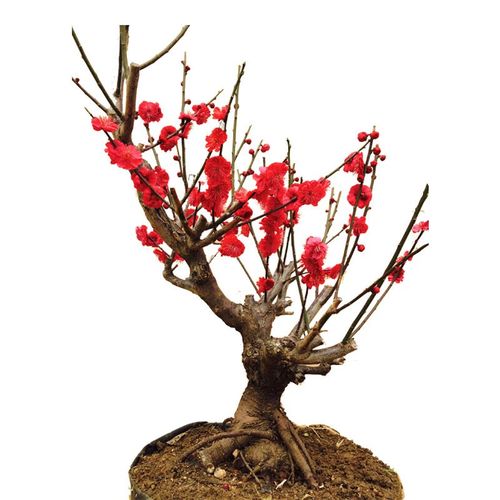 老桩盆景庭院植物梅花盆栽梅花树耐寒植物冬天开花 10年红梅造型盆景