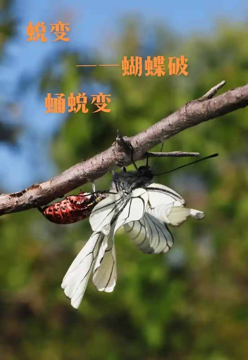 蝴蝶经过四个阶段不懈的——蜕变,最后破蛹蜕变成蝴蹀,展翅在花 - 抖
