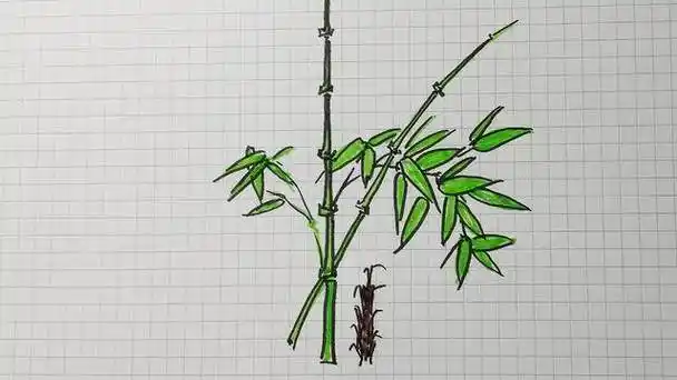 竹子简笔画 竹子简笔画好看又简单