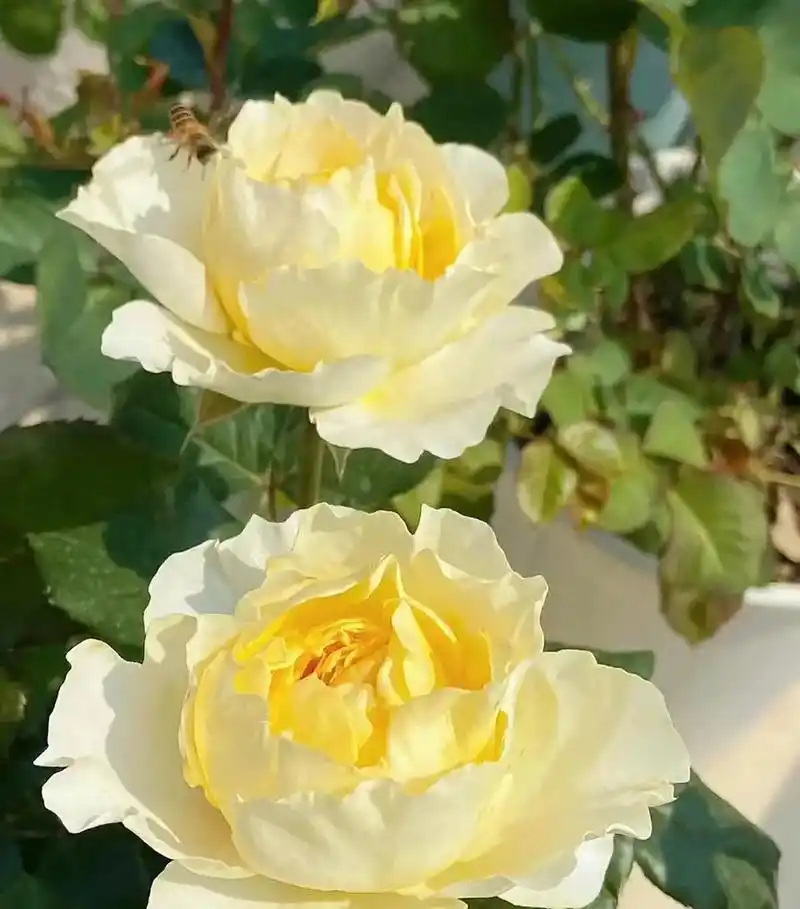 香槟色的月季,高大上