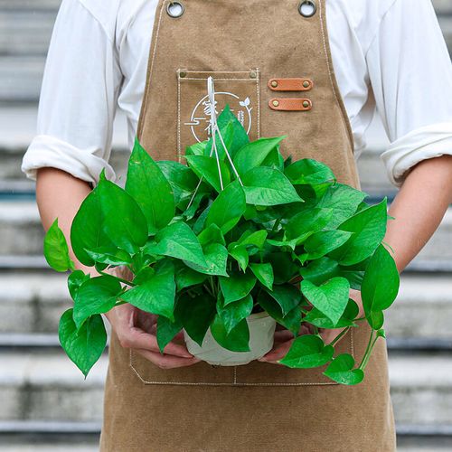 绿萝吊兰盆栽大盆室内阳台客厅办公室桌面绿植花卉垂藤垂吊型植物 大