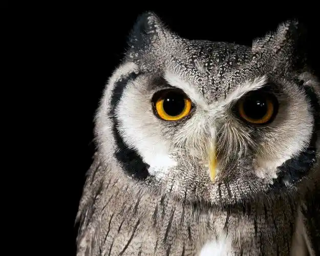 鸟猫头鹰自然-鸟类摄影高清壁纸