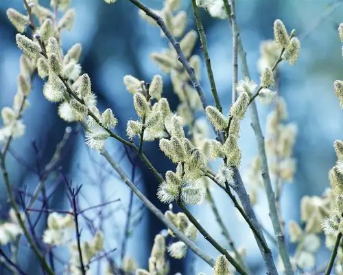 树枝,春天,芽 壁纸