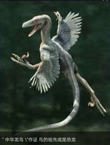 第一朵花绽放的地方——辽宁省北票市 写美篇  中华龙鸟化石的发现是