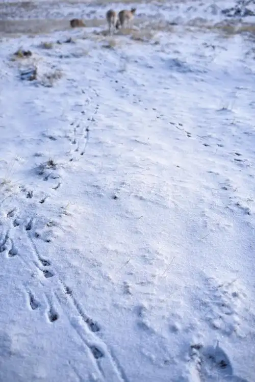 4月20日,一群迁徙藏羚羊在雪地上留下脚印.