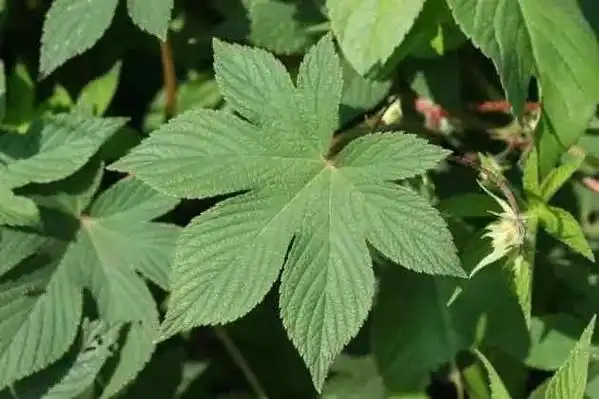 26种阔叶杂草83张高清图赶紧收藏