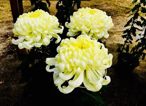 编辑:栄栄.手机拍摄. 写美篇若是菊花开在春天里,那又是怎样的景色呢?