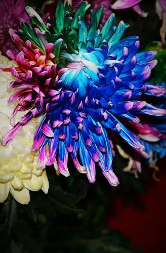 九月的菊花(这些菊花都是美友们的精品)我收集并进行了转发,供大家