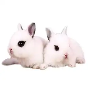 兔子活物侏儒兔宠物小白o兔荷兰兔活体迷你小型长不大茶杯兔小动