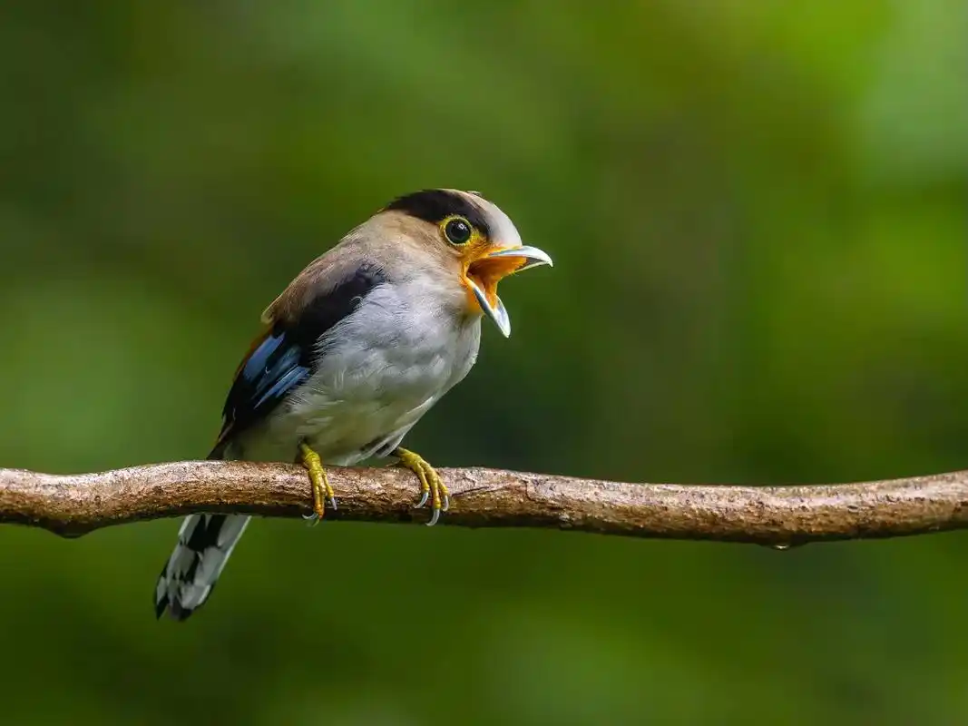 银胸丝冠鸟,别名海南宽嘴,是阔嘴鸟科丝冠鸟属鸟类,为国家二级 - 抖音