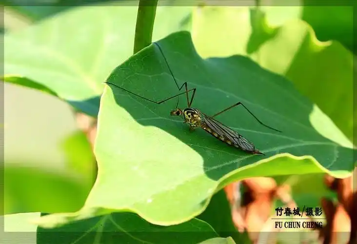 原创首发昆虫摄影之十五蚊蛉