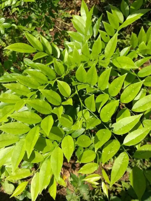 这黄花梨树品种怎样