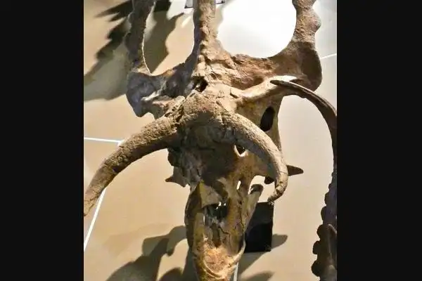 大鼻角龙的化石发现