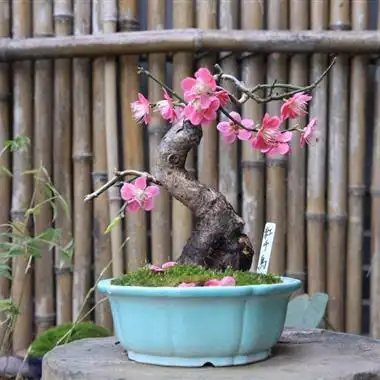 全网独家上拍精品梅花红千鸟含盆