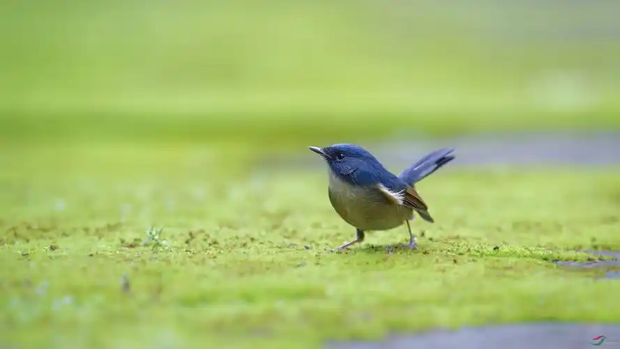 地上的灰蓝姬鹟