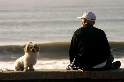 还记得老人每天拖着有残疾的腿,带着他的小狗,静静地坐在海边.