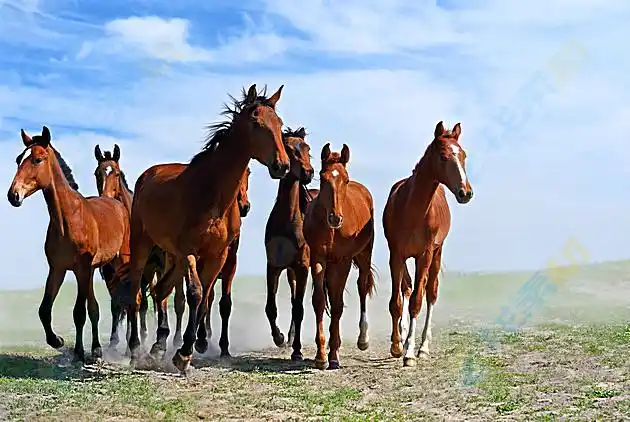1m,                 群马草地蓝天高清图片下载,群马,草地,蓝天下载
