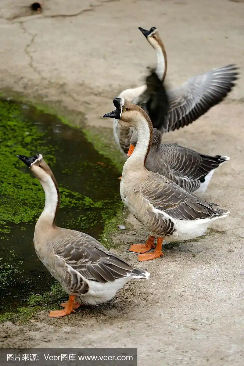 农场里的中国家鹅
