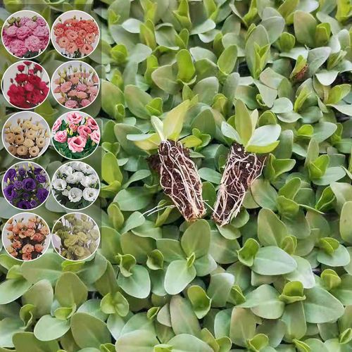 洋桔梗苗洋桔梗小苗四季开花室内外阳台盆栽鲜花植物花苗混色包邮