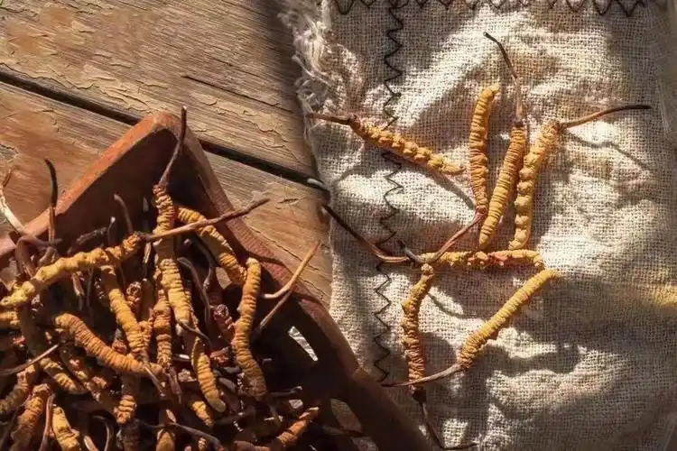 贵,不是他的标签;功效,才是他的灵魂.————冬虫夏草