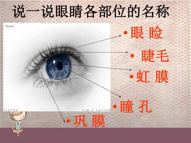 全国通用三年级下册综合实践活动主题七我们的眼睛课件19张ppt