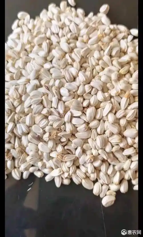 红花籽 优质红花种子